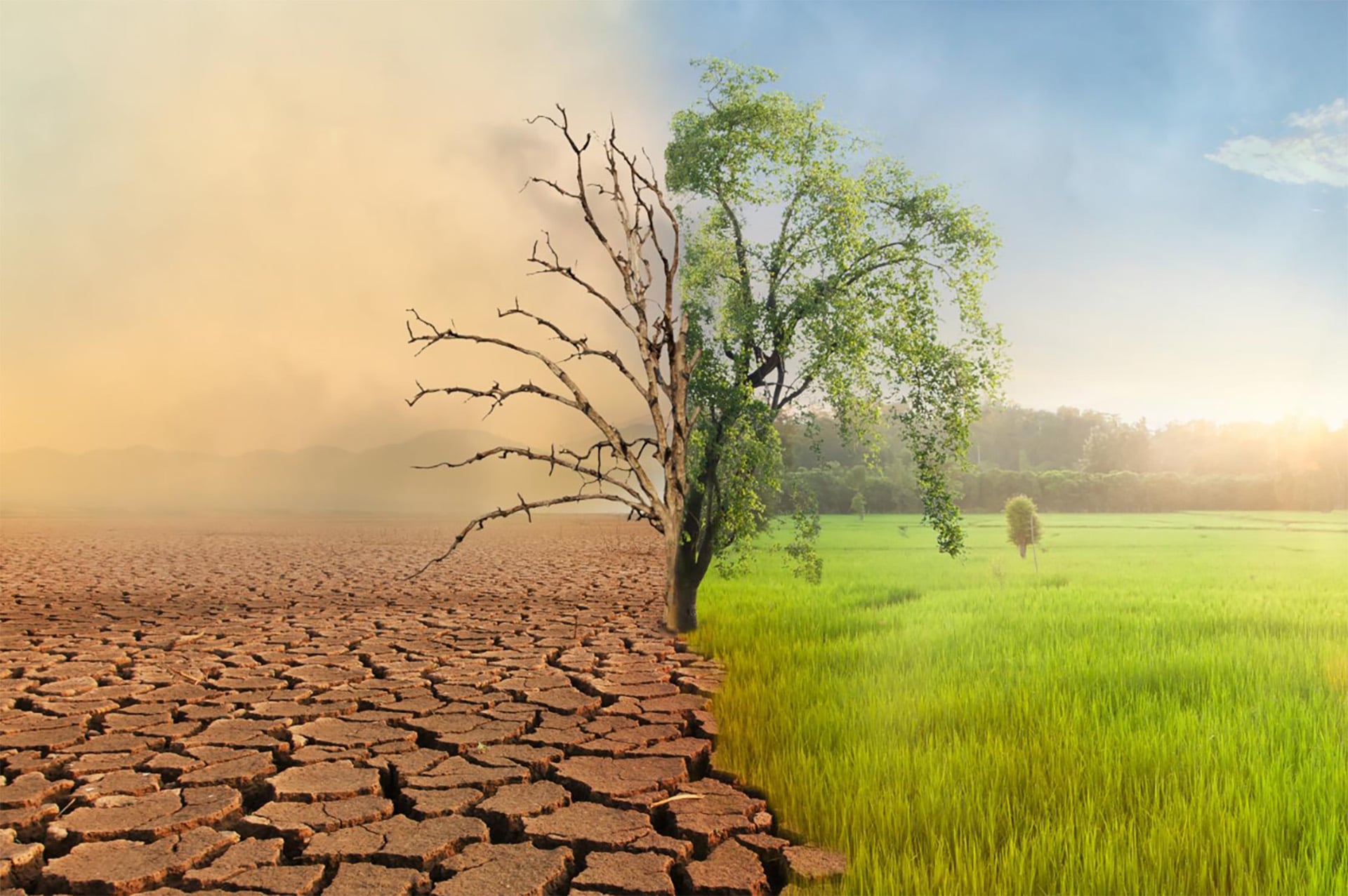 A tree and grass in a dry land shows a contrast