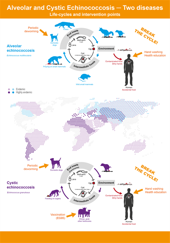 echinococcosis life cycle infographic