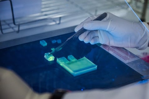 A laboratory technician cuts a piece of gel